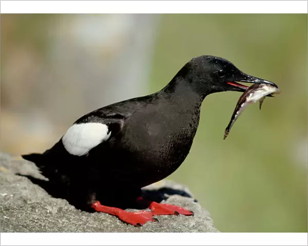 Black Guillemot - On rock with fish in mouth