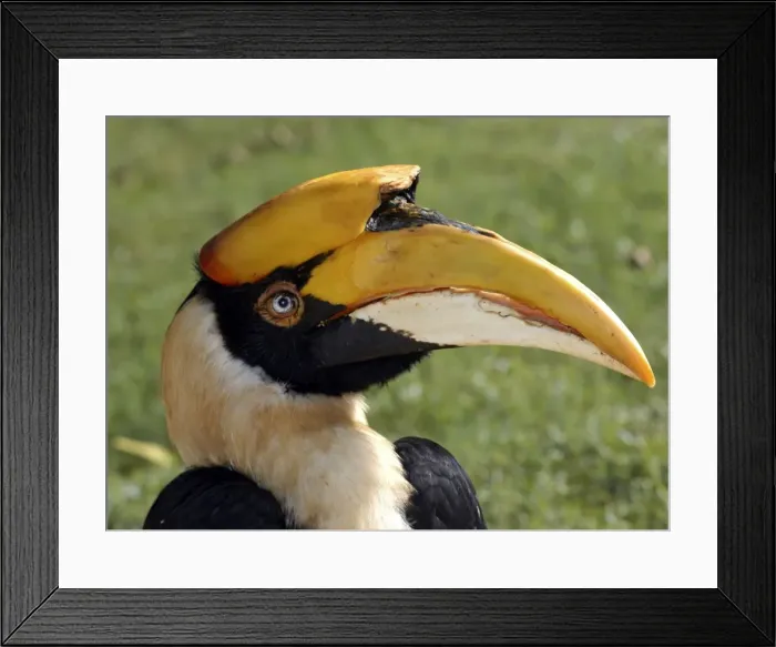 Framed Print : Great Indian Hornbill Framed Print : Great Indian Hornbill