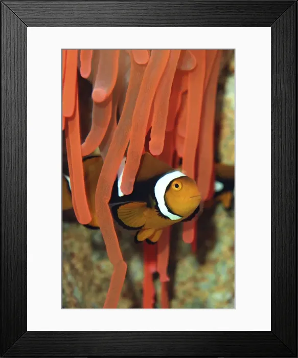 Framed Print : Anemone Fish unharmed among tentacles of sea anemone, Red Sea and Indian Ocean Framed Print : Anemone Fish unharmed among tentacles of sea anemone, Red Sea and Indian Ocean