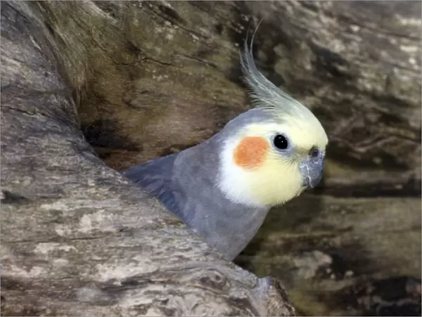 Cockatiel at entrance to nest in hollow tree; Australia