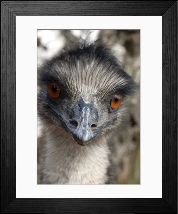 Framed Print : Emu - Australia Framed Print : Emu - Australia