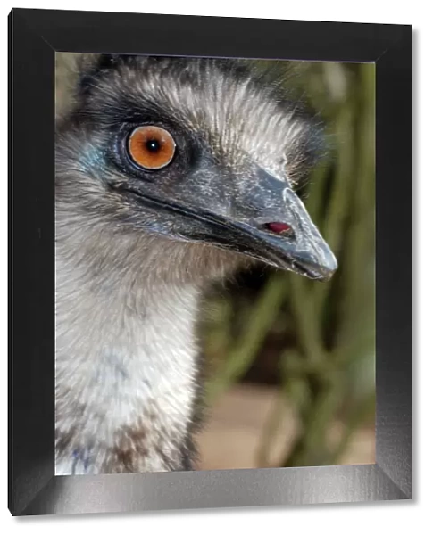 Emu - Australia