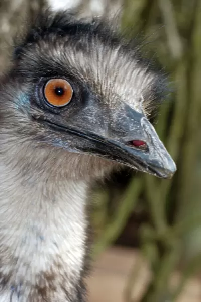 Emu - Australia