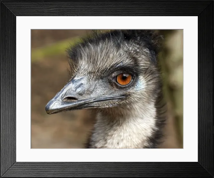 Framed Print : Emu - Australia Framed Print : Emu - Australia
