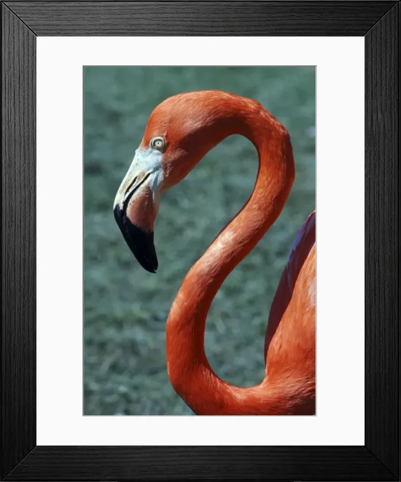 Framed Print : Rosy Flamingo- Caribbean, Mexico Framed Print : Rosy Flamingo- Caribbean, Mexico