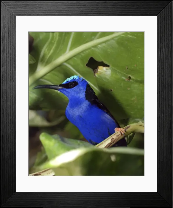 Framed Print : Red Legged Honeycreeper - West Indies Framed Print : Red Legged Honeycreeper - West Indies