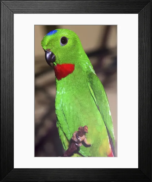 Framed Print : Ceylon Blue Crowned Hanging Parrot- Sri Lanka Framed Print : Ceylon Blue Crowned Hanging Parrot- Sri Lanka