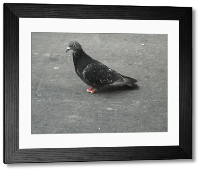 Framed Print : Feral Pigeon - lost its feet and toes, possibly because of pigeon pox disease or perhaps through getting fine threads tangled around the feet, restricting blood circulation until the toes drop off