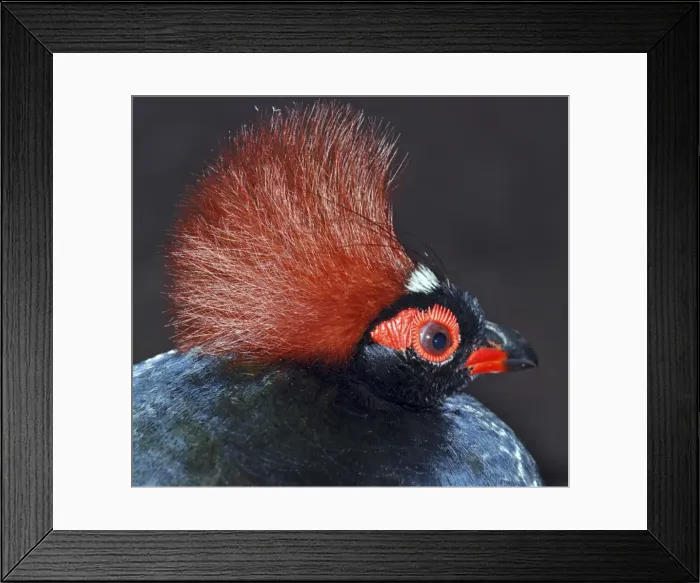 Framed Print : Roul-Roul Partridge / Crested Wood Partridge - Male, forests SE Asia Framed Print : Roul-Roul Partridge / Crested Wood Partridge - Male, forests SE Asia