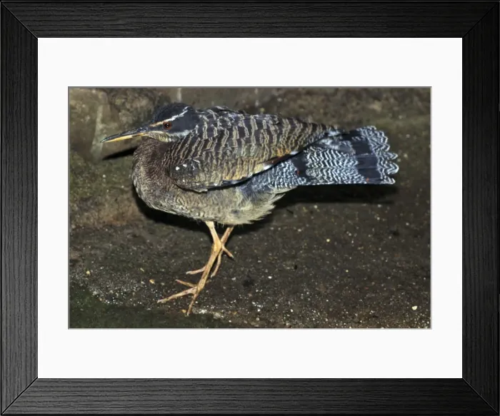 Framed Print : Sun Bittern- tropical forests C &s America Framed Print : Sun Bittern- tropical forests C &s America