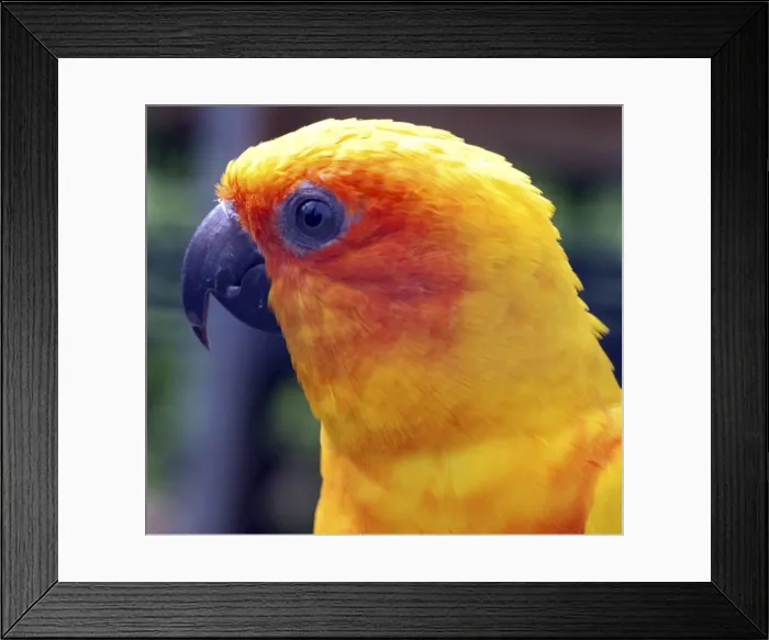 Framed Print : Sun Conure - coastal forests of northern South America Framed Print : Sun Conure - coastal forests of northern South America