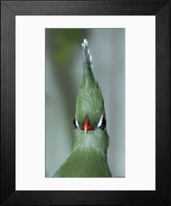 Framed Print : Livingstone's Turaco- forests Tanzania Framed Print : Livingstone's Turaco- forests Tanzania