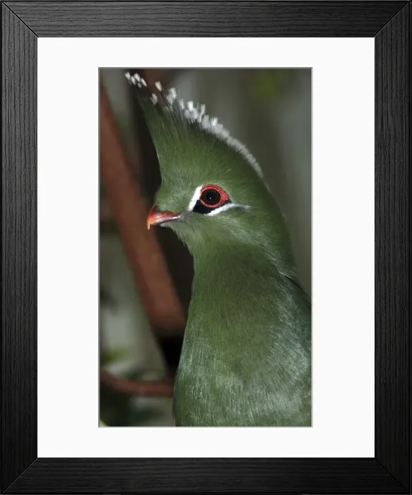 Framed Print : Livingstone's Turaco- forests Tanzania
