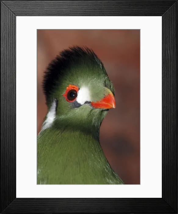 Framed Print : White Cheeked Touraco- North Eastern Africa, Ethiopia, Sudan, Somalia Framed Print : White Cheeked Touraco- North Eastern Africa, Ethiopia, Sudan, Somalia