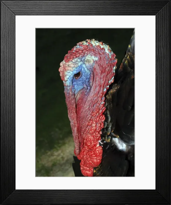 Framed Print : Turkey, domestic (male with wattles)