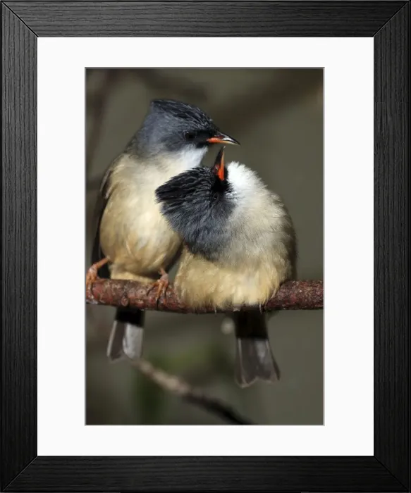 Framed Print : Black Chinned Yuhina- South East Asia Framed Print : Black Chinned Yuhina- South East Asia