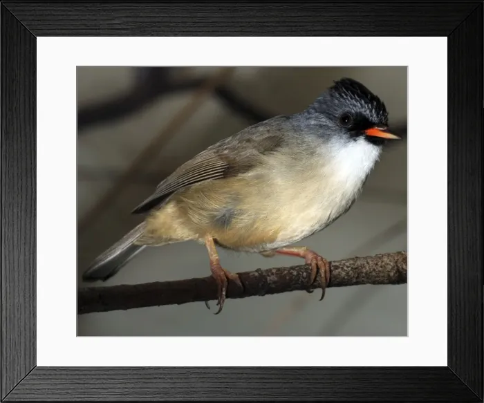 Framed Print : Black Chinned Yuhina- Burma, China, Vietnam Framed Print : Black Chinned Yuhina- Burma, China, Vietnam