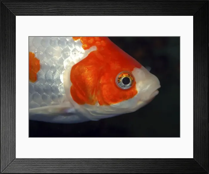 Framed Print : Goldfish- ornamental. Freshwater, domestic Framed Print : Goldfish- ornamental. Freshwater, domestic