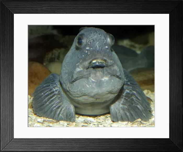 Framed Print : Wolf-fish. Coastal waters, North Atlantic and North Sea Framed Print : Wolf-fish. Coastal waters, North Atlantic and North Sea