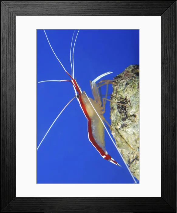 Framed Print : White Striped Cleaner Shrimp: tropical reefs, Pacific Framed Print : White Striped Cleaner Shrimp: tropical reefs, Pacific