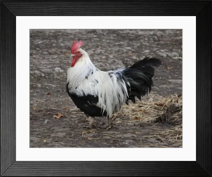 Framed Print : Dorking Fowl: domestic table chicken Framed Print : Dorking Fowl: domestic table chicken