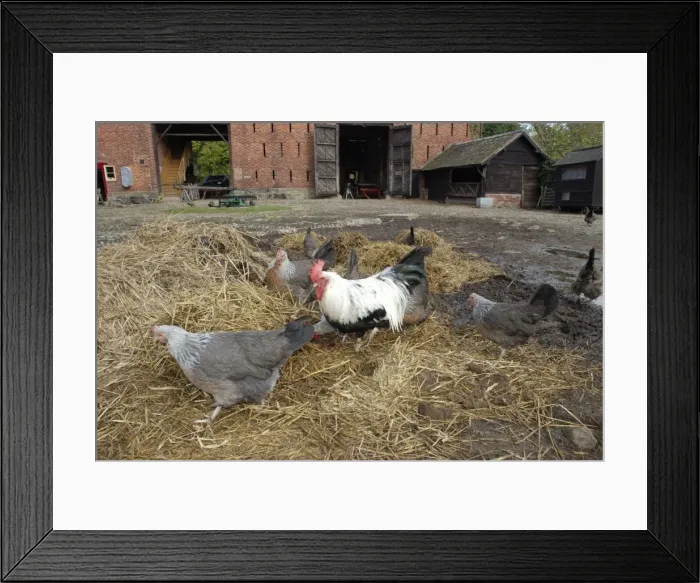 Framed Print : Dorking Fowl: domestic table chicken, cock and hen Framed Print : Dorking Fowl: domestic table chicken, cock and hen