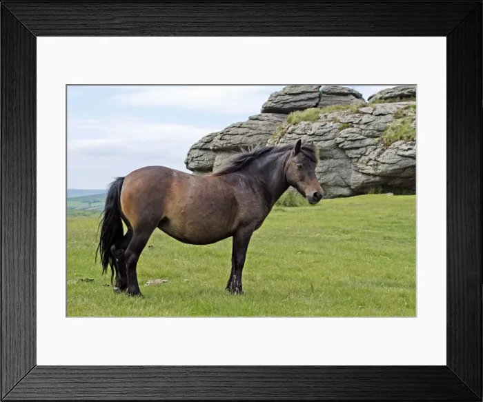 Framed Print : Dartmoor Pony with typical granite Tor in the background Framed Print : Dartmoor Pony with typical granite Tor in the background