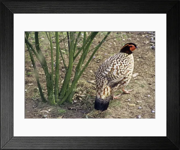 Framed Print : Cabot's Tragopan - Also known as: Yellow-bellied tragopan and Chinese tragopan. South East China Framed Print : Cabot's Tragopan - Also known as: Yellow-bellied tragopan and Chinese tragopan. South East China