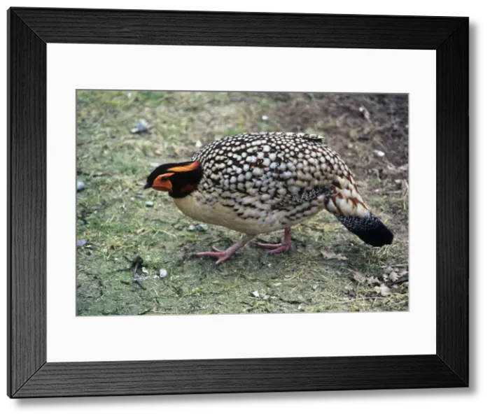 Framed Print : Cabot's Tragopan - Also known as: Yellow-bellied tragopan and Chinese tragopan. South East China Framed Print : Cabot's Tragopan - Also known as: Yellow-bellied tragopan and Chinese tragopan. South East China