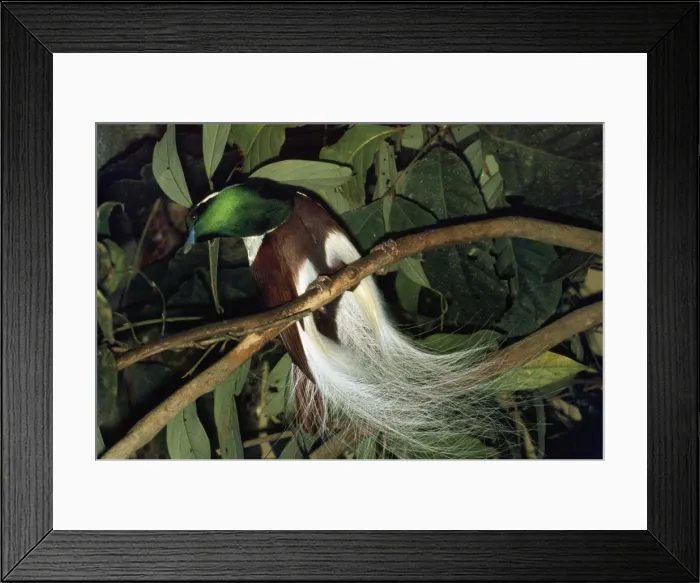 Framed Print : Emperor of Germany's Bird of Paradise Framed Print : Emperor of Germany's Bird of Paradise