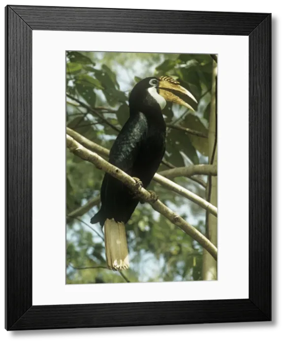 Framed Print : Papuan Hornbill South East Asia to Papua New Guinea