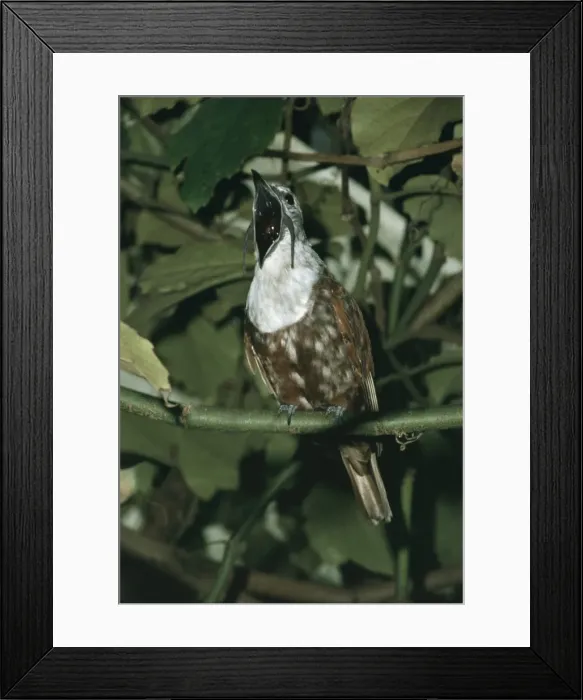 Framed Print : Three-wattled Bell Bird - Male, with beak open South America Framed Print : Three-wattled Bell Bird - Male, with beak open South America