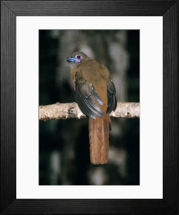 Framed Print : Diard's Trogon Framed Print : Diard's Trogon