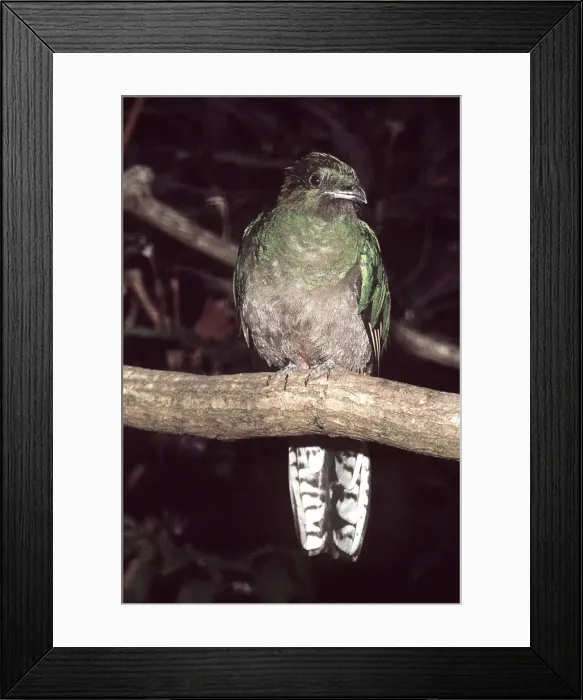 Framed Print : Resplendent Quetzal female Central America Framed Print : Resplendent Quetzal female Central America
