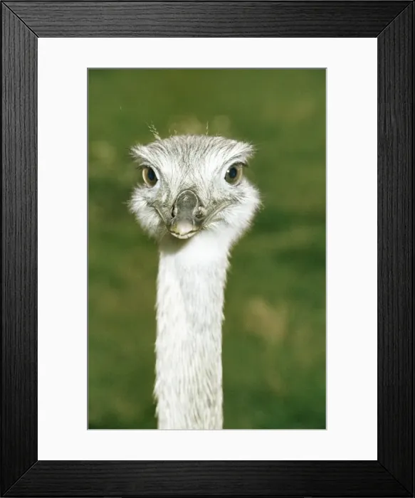 Framed Print : Rhea South America Framed Print : Rhea South America