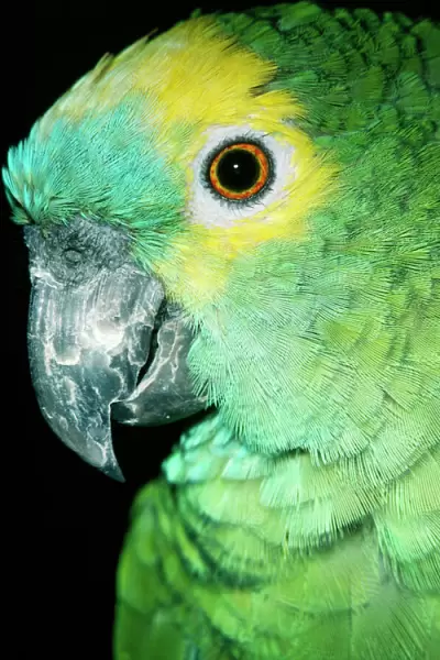 Blue Fronted Amazon Parrot South America