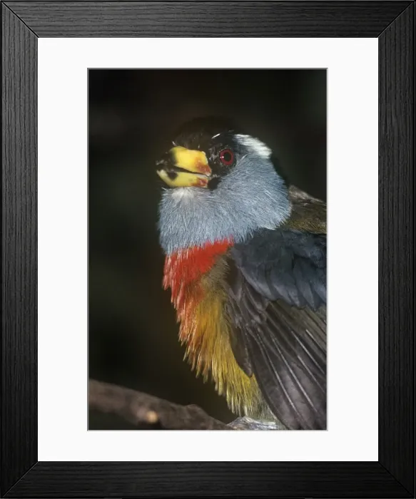 Framed Print : Toucan Barbet Distribution: Andes. Colombia & Ecuador Framed Print : Toucan Barbet Distribution: Andes. Colombia & Ecuador
