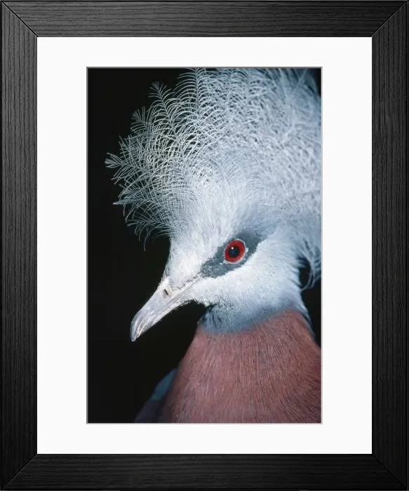 Framed Print : Sheepmakers / Southern Crowned Pigeon Papua New Guinea Framed Print : Sheepmakers / Southern Crowned Pigeon Papua New Guinea