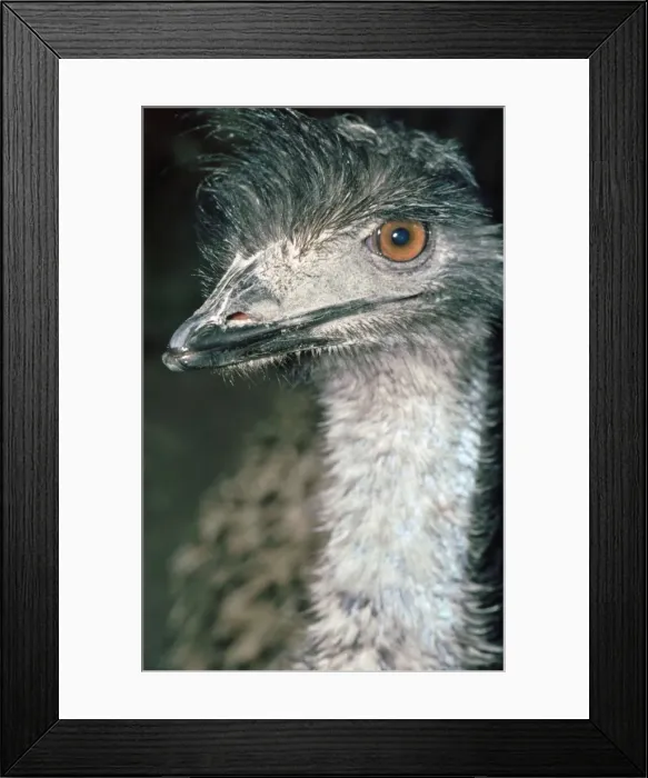 Framed Print : Emu - Australia Framed Print : Emu - Australia