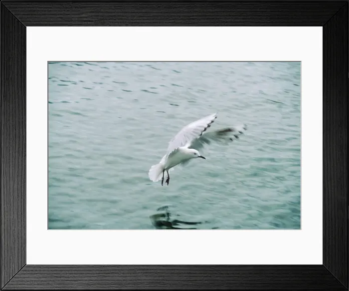 Framed Print : Black-billed Gull - landing on sea New Zealand Framed Print : Black-billed Gull - landing on sea New Zealand