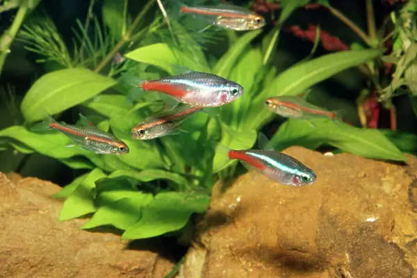 Neon Tetra Aquarium fish