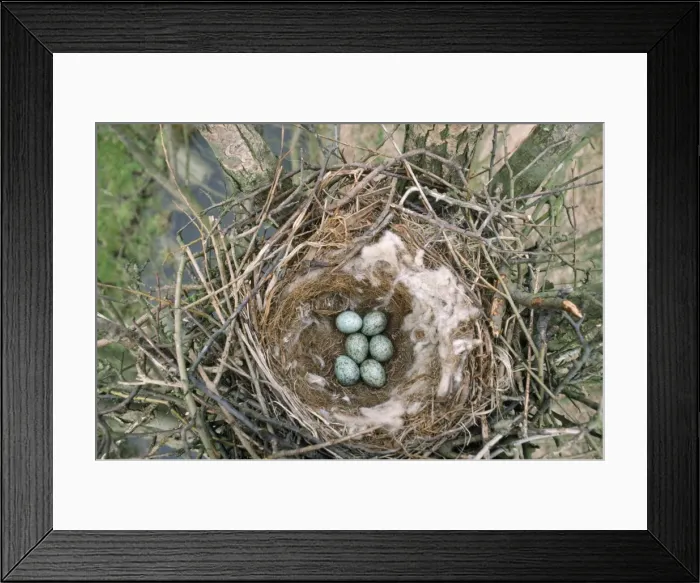 Framed Print : Carrion Crow - nest with eggs Europe Framed Print : Carrion Crow - nest with eggs Europe