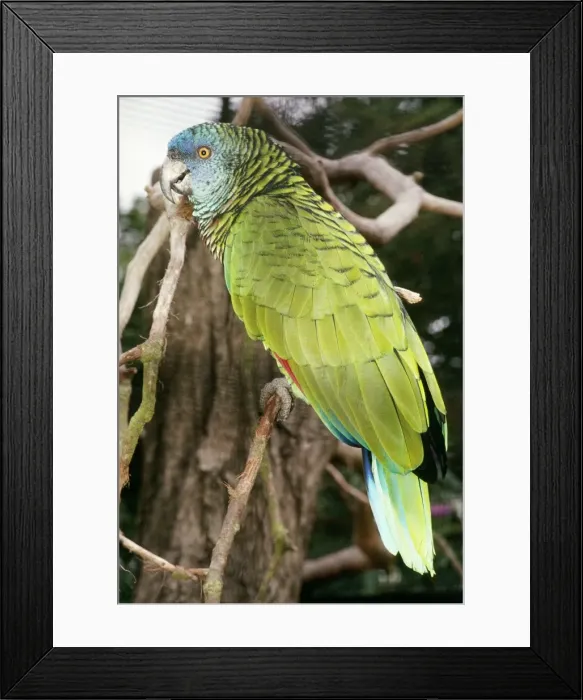 Framed Print : St. Lucia Amazon Parrot