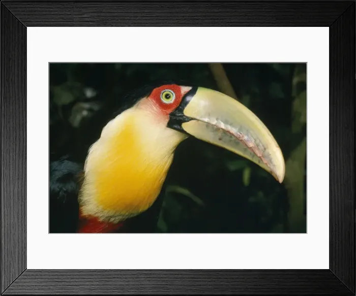 Framed Print : Red-bellied / Red-Breasted Toucan Brazil Framed Print : Red-bellied / Red-Breasted Toucan Brazil
