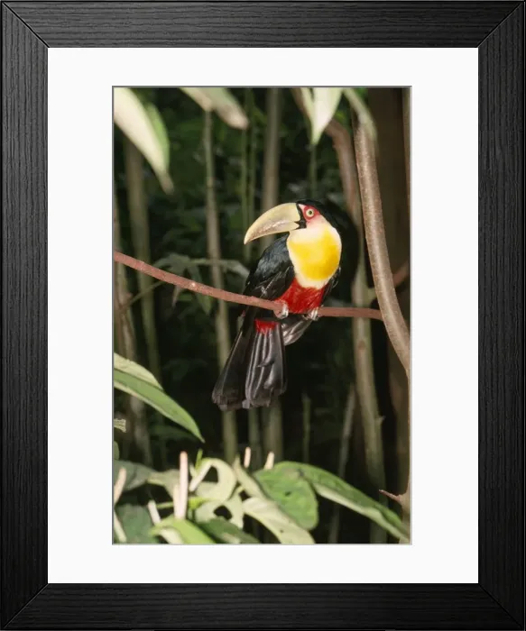 Framed Print : Red-bellied Toucan Brazil Framed Print : Red-bellied Toucan Brazil