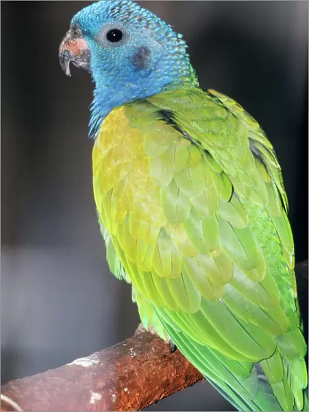Blue-headed Amazon Parrot Brazil, South America