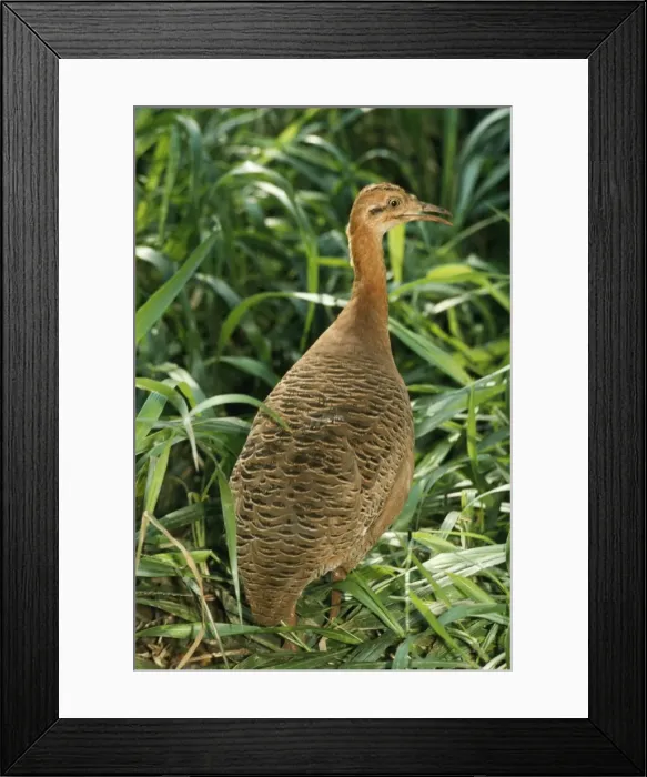 Framed Print : Undulated Tinamou Brazil Framed Print : Undulated Tinamou Brazil