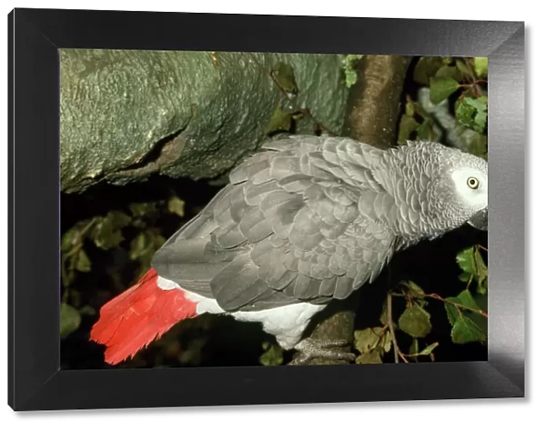 African Grey Parrot West Africa