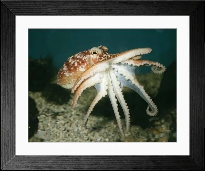 Framed Print : Common Octopus UK marine