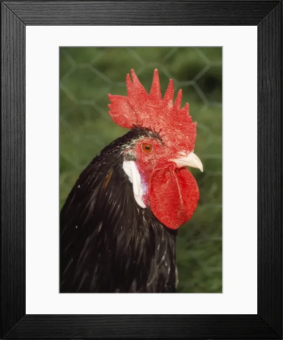 Framed Print : Ancona Chicken - Italian Framed Print : Ancona Chicken - Italian